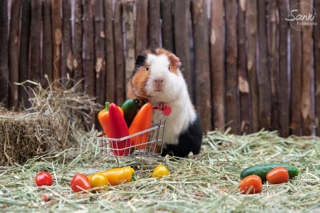 Cavia