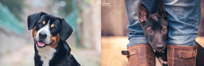 Honden fotografie