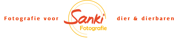 Sanki logo